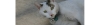 dummy_006.jpg